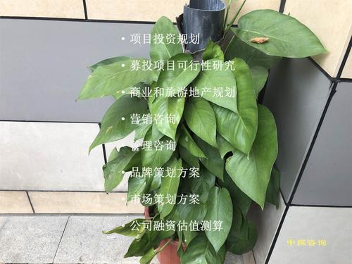 广州中撰咨询市场营销策划方案